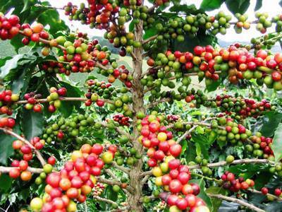 Plantación café