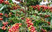 Planta Café