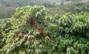 Planta Café