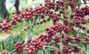 Planta Café