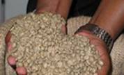 Granos de café