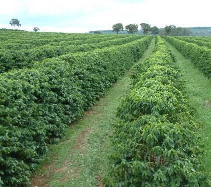 plantacion cafe