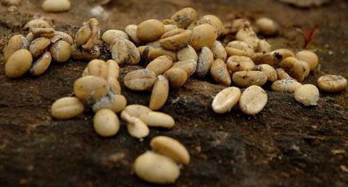 kopi luwak