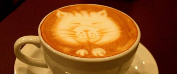 gatos longevos cafe